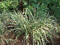 Aztec Grass / Ophiopogon jaburan 